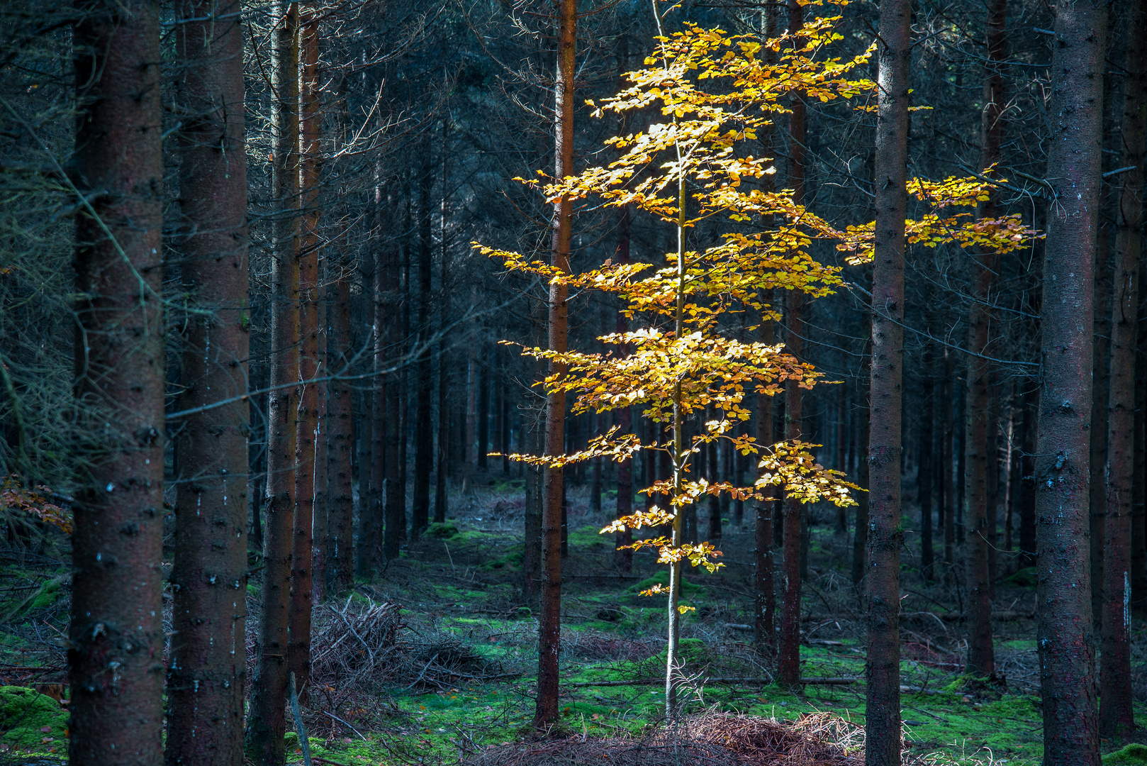 Lichtblick