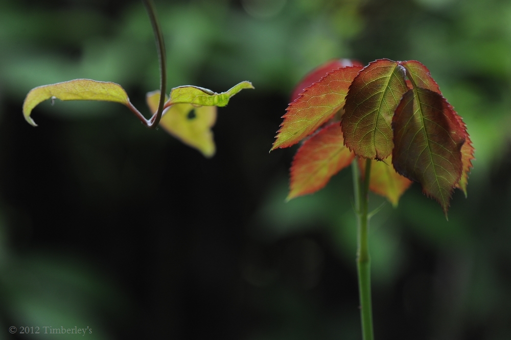 Lichtblick