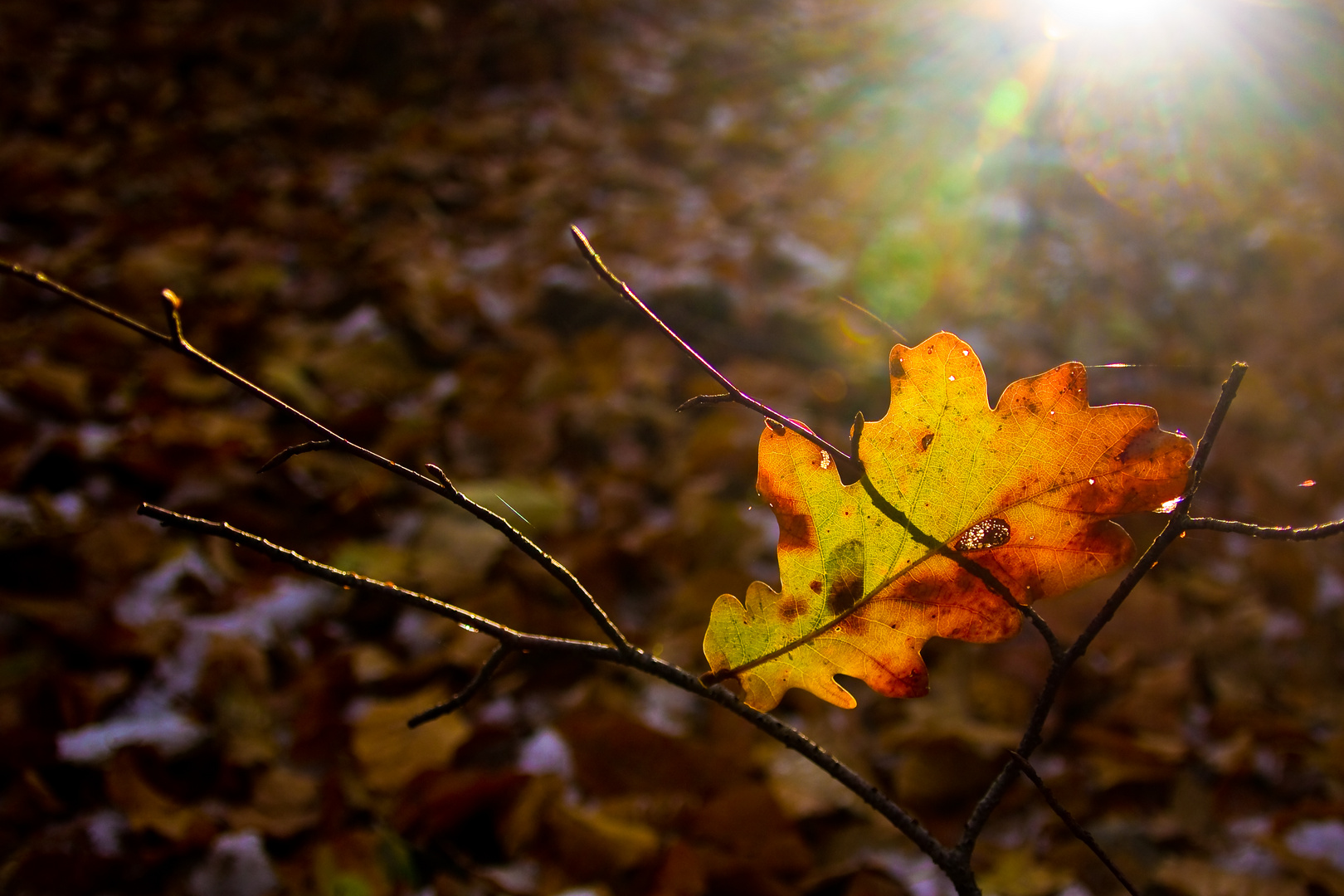 Lichtblick