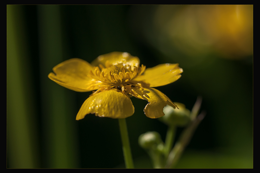 Lichtblick