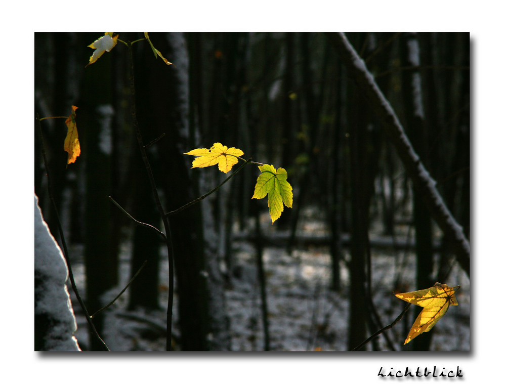 Lichtblick