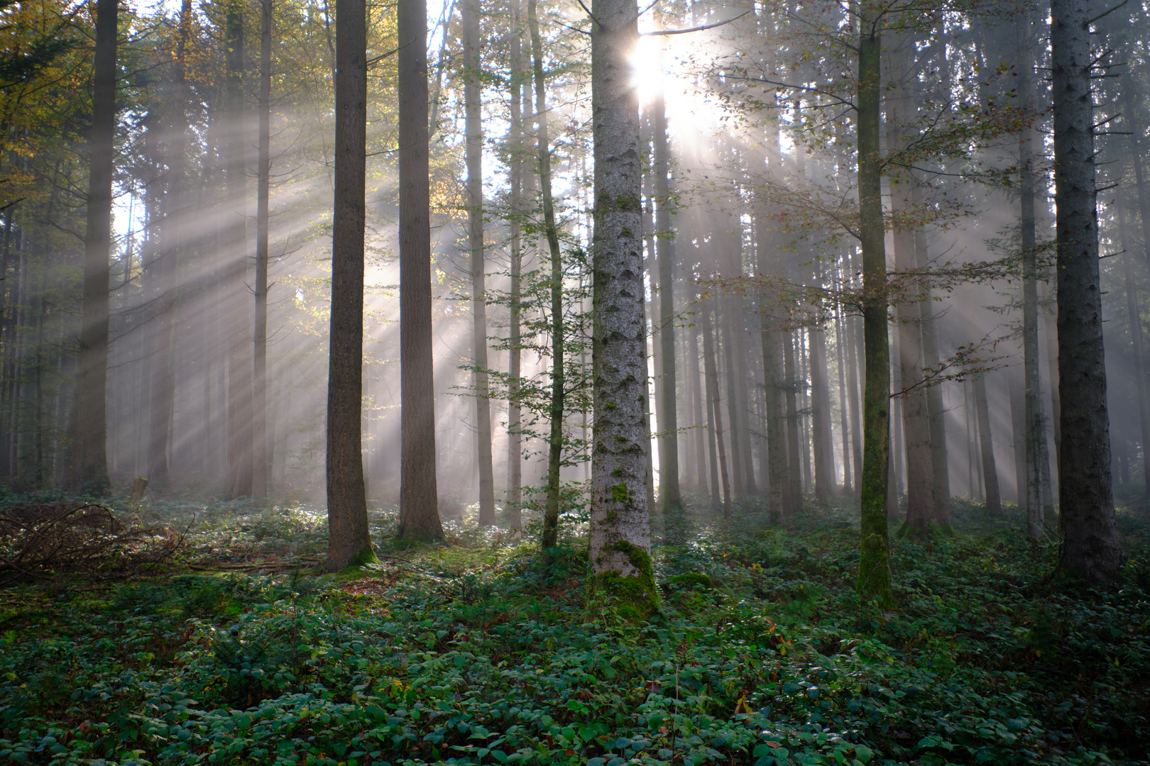 Lichtblick