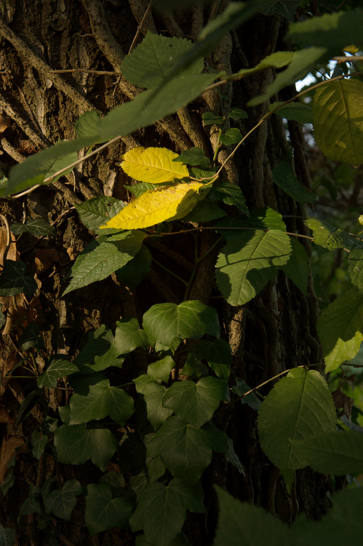 Lichtblick