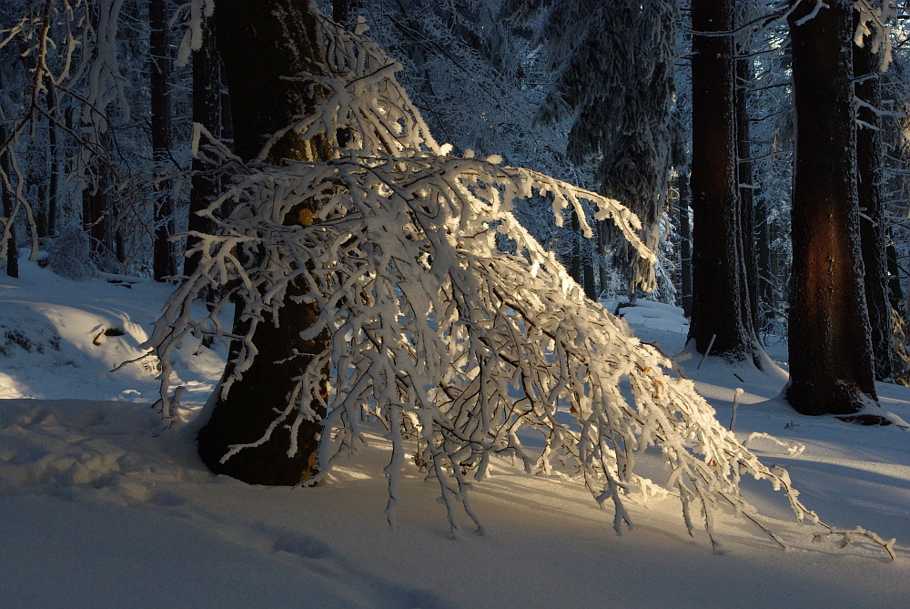 Lichtblick