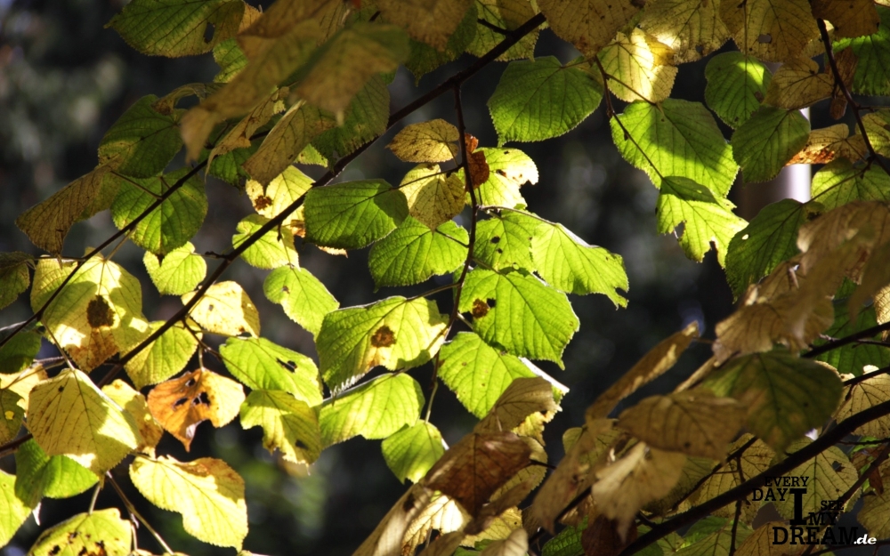 Lichtblick