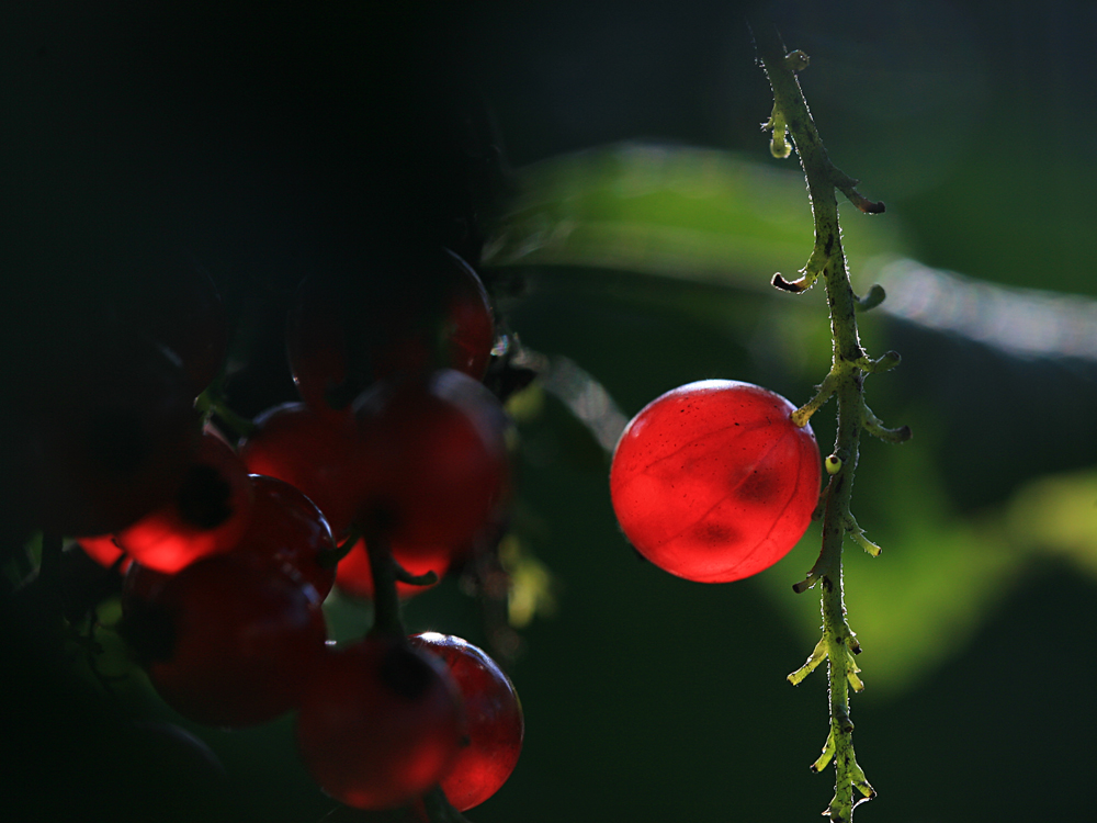 Licht.Blick