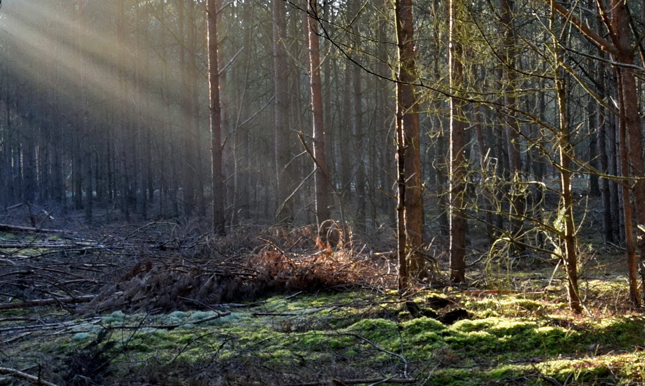 Lichtblick