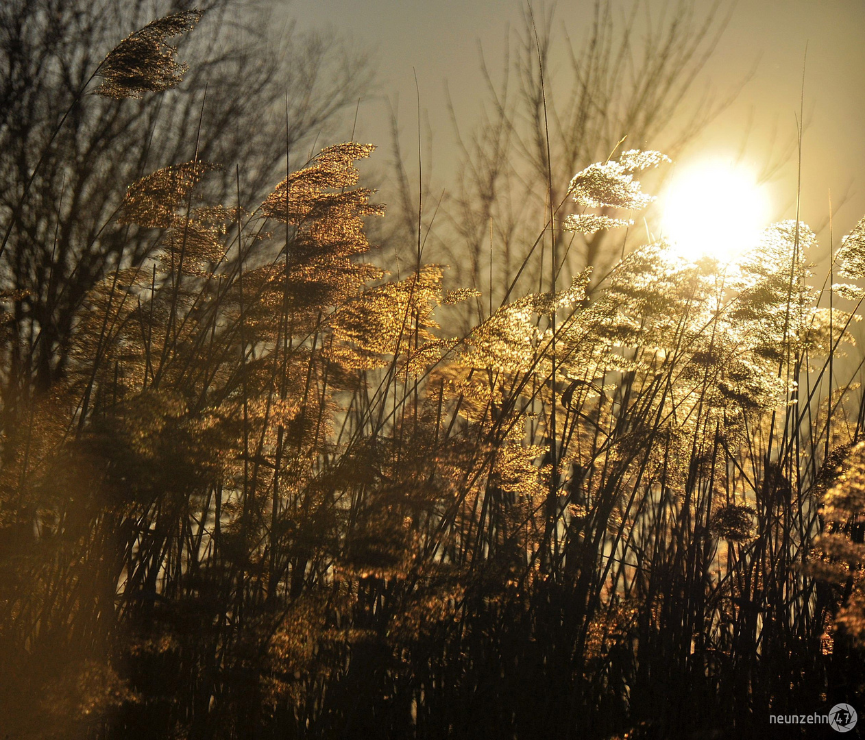 Lichtblick