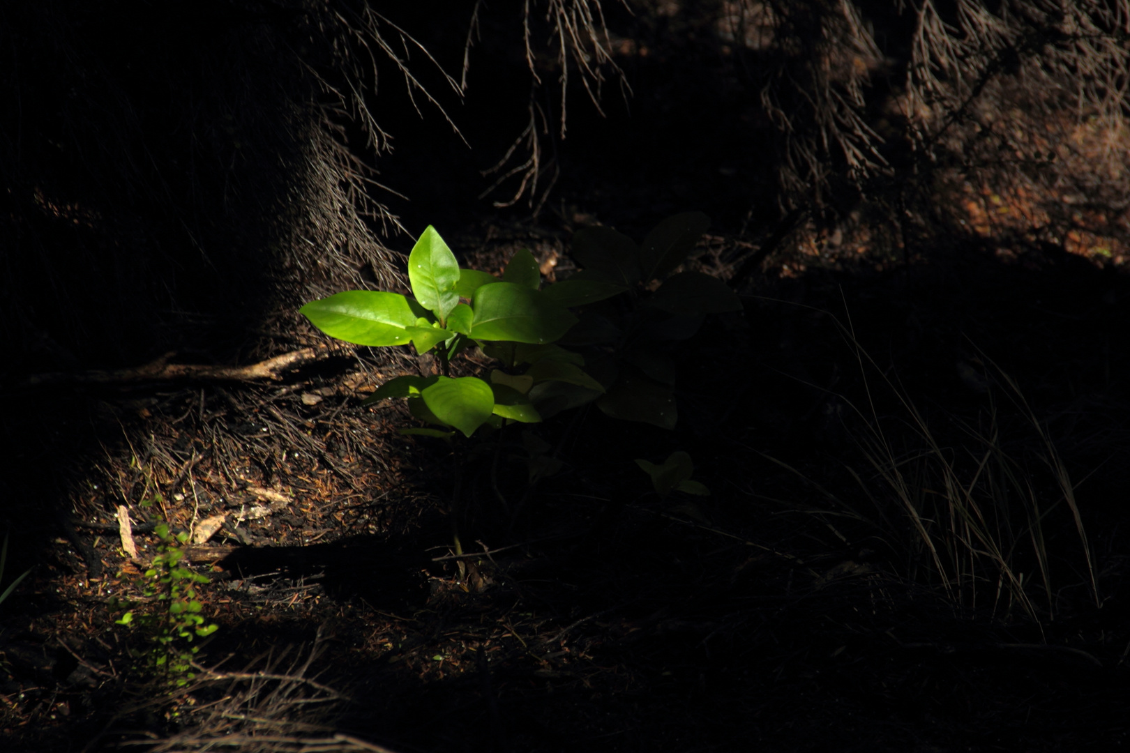 Lichtblick