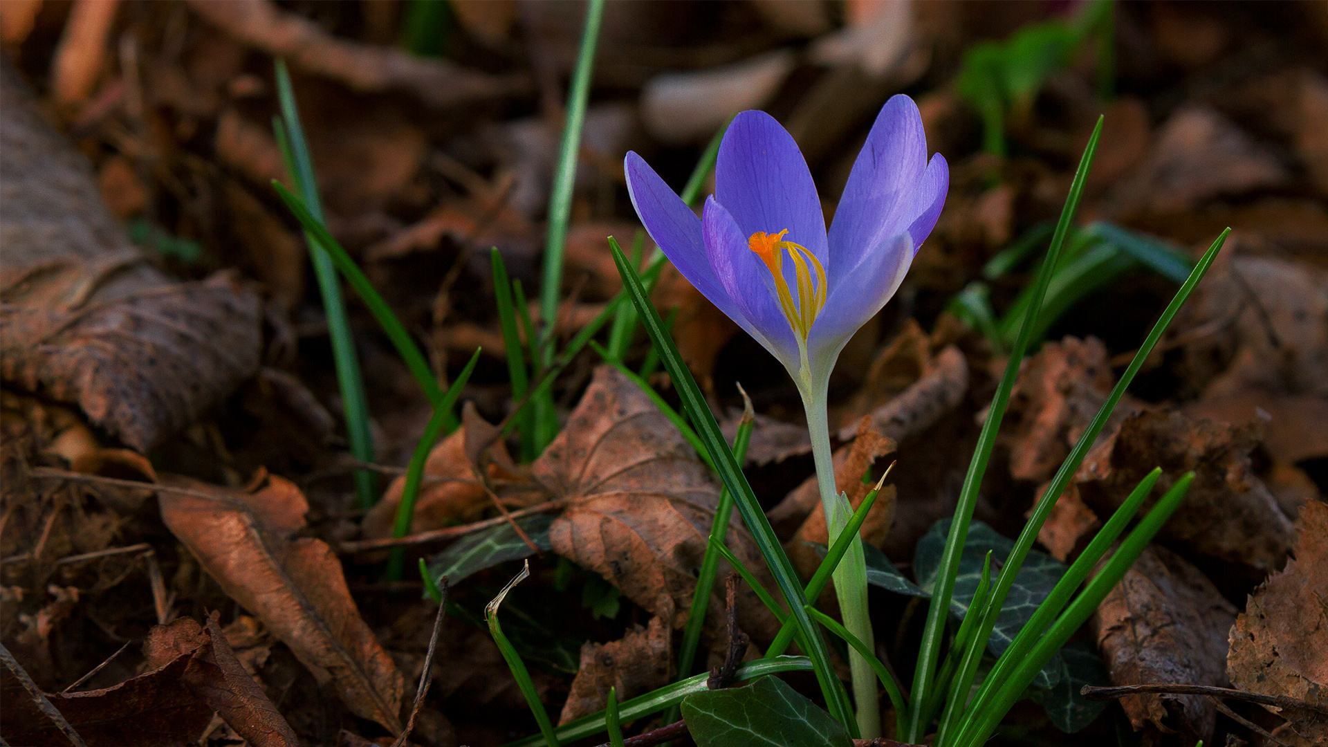 Lichtblick