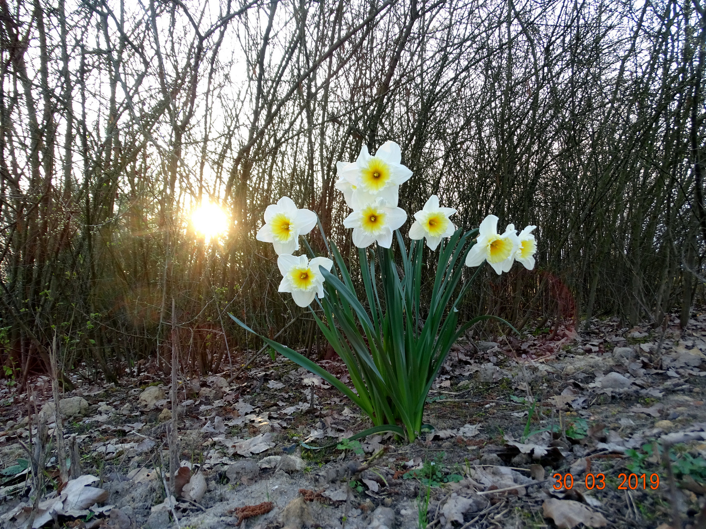 "Lichtblick"