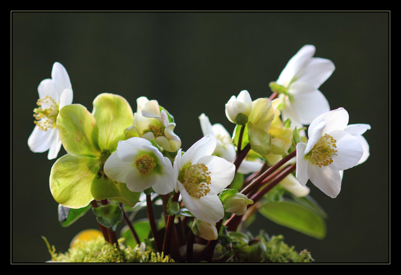 Lichtblick an trüben Tagen- die Christrose Helleborus niger