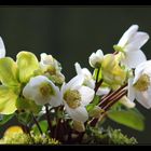 Lichtblick an trüben Tagen- die Christrose Helleborus niger