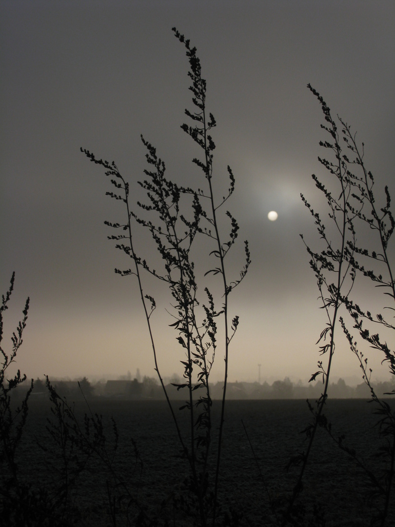 Lichtblick