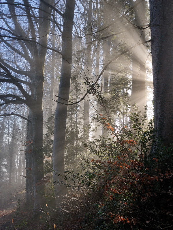 Lichtblick