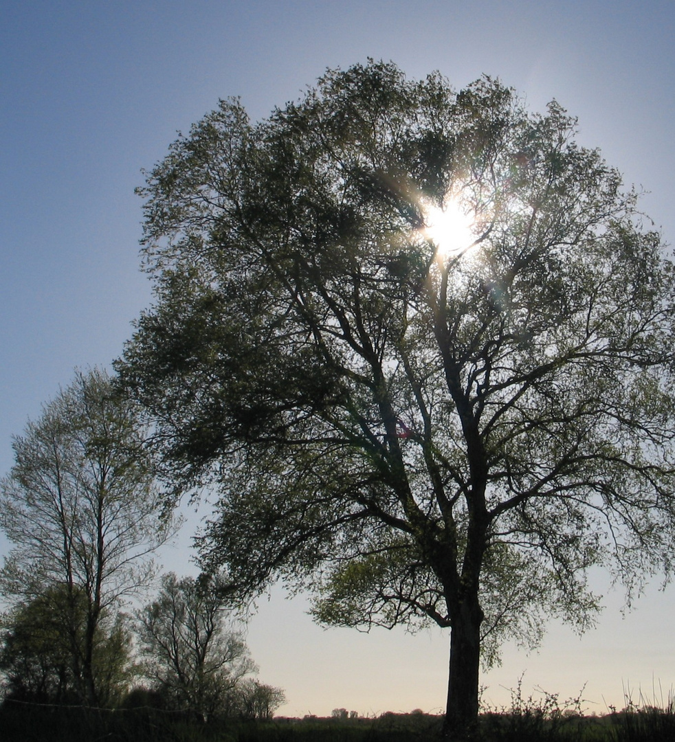 Lichtblick