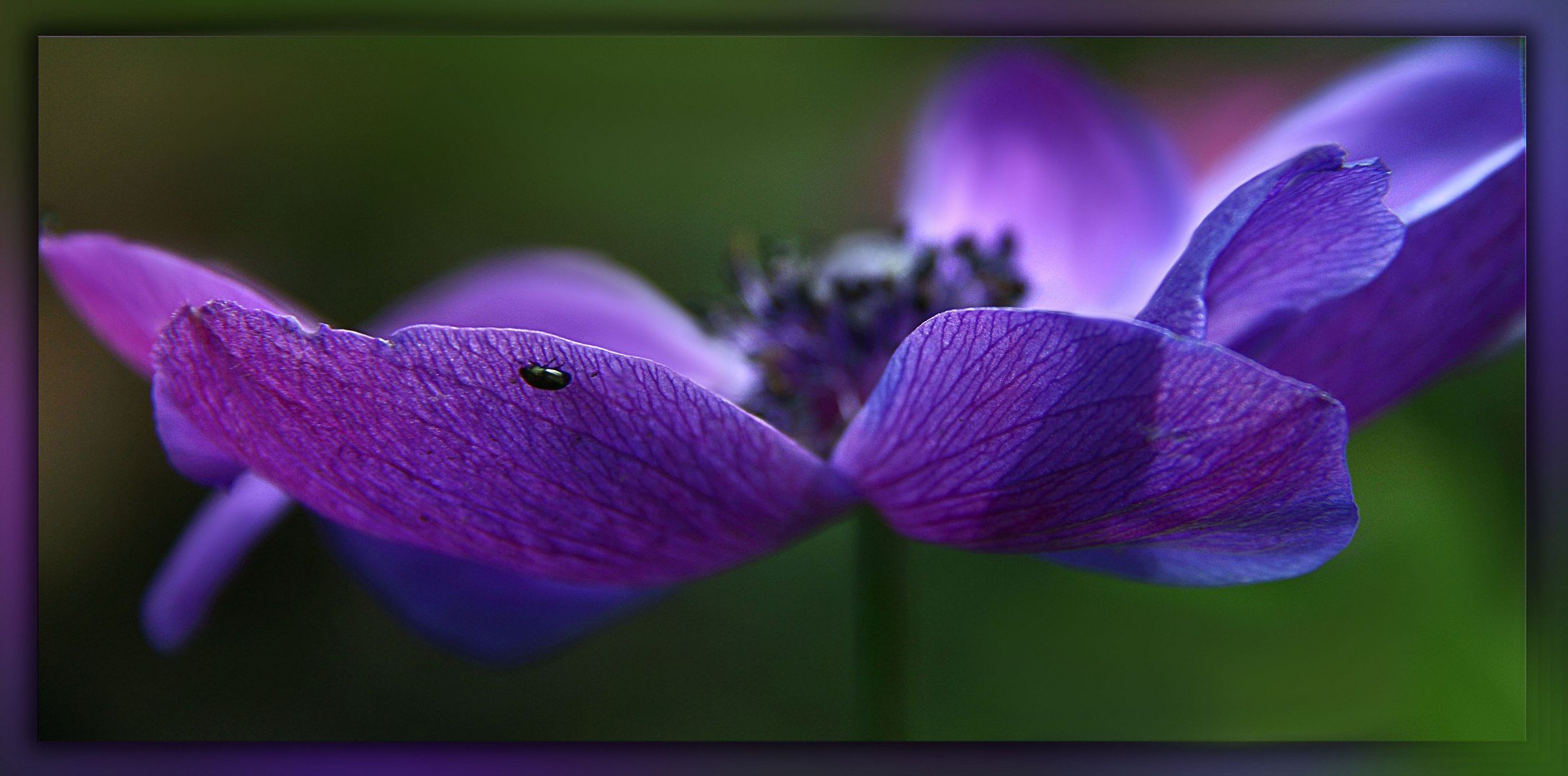 Lichtblick