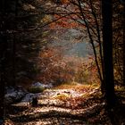 Lichtblick beim Waldbaden