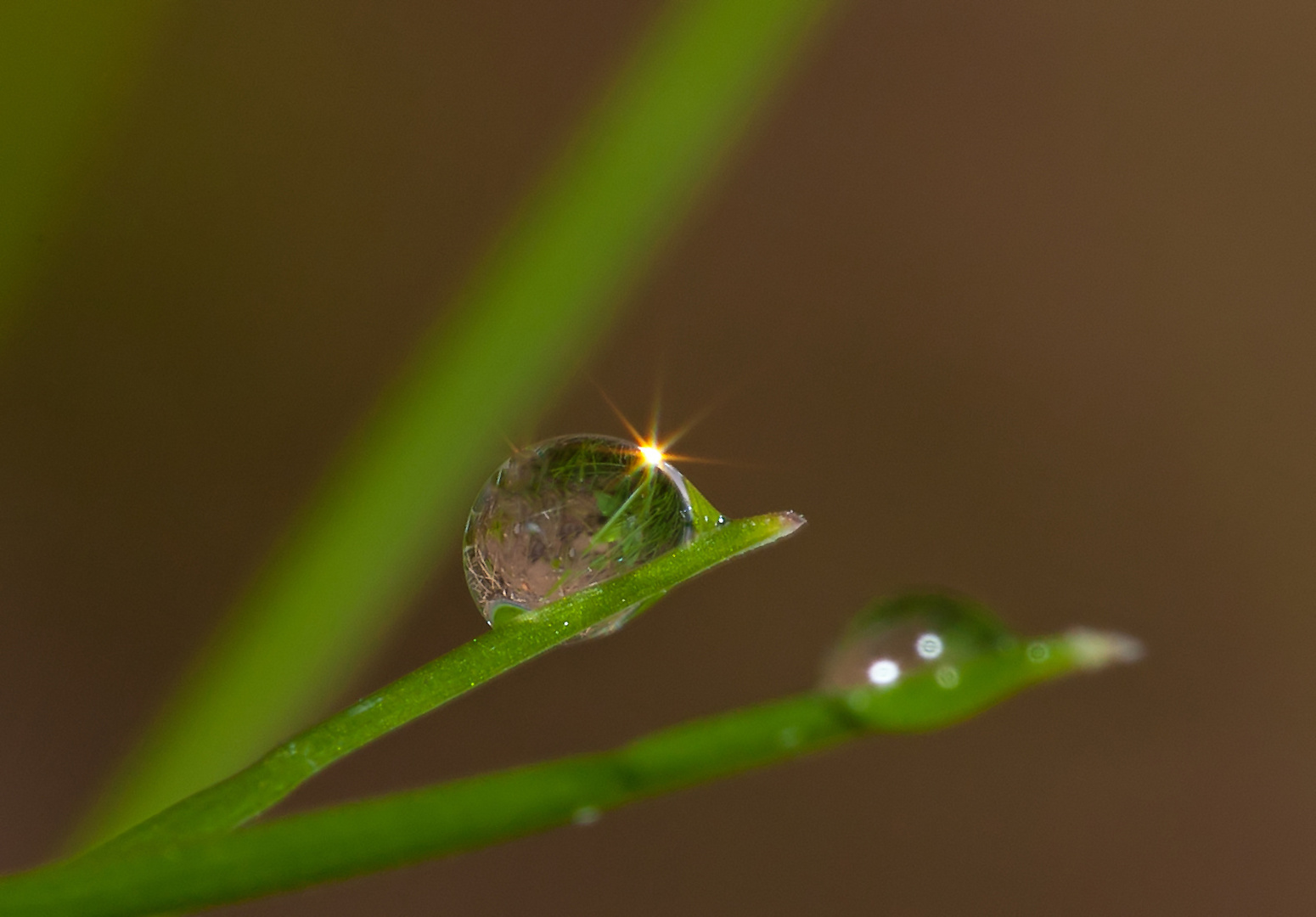 lichtblick