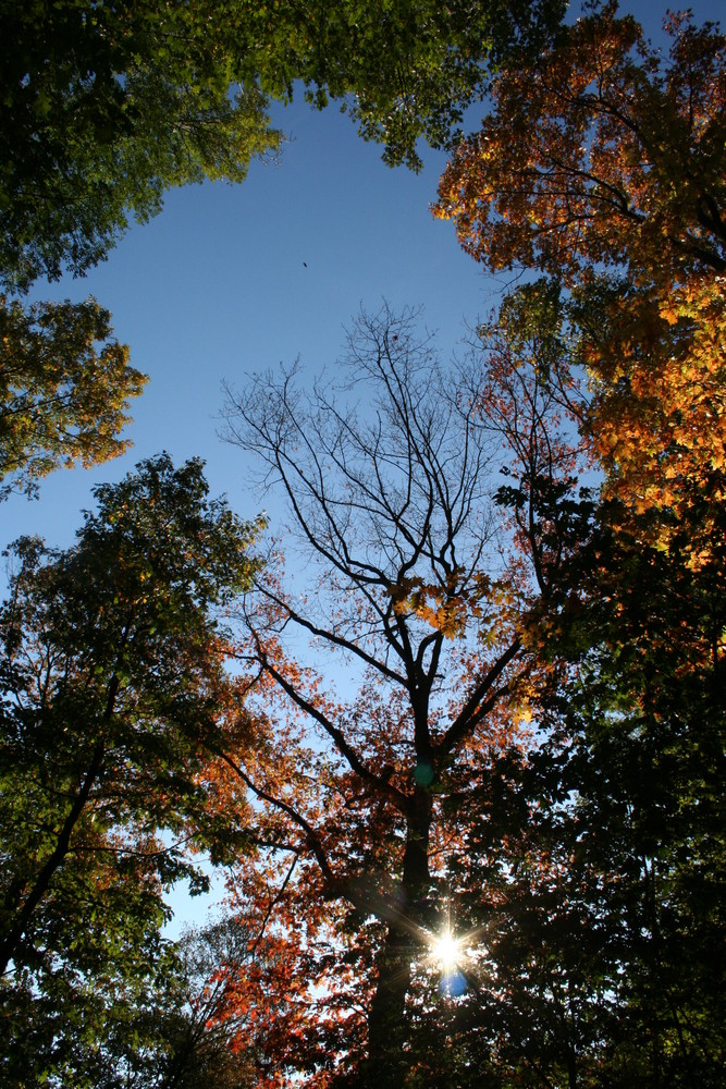 Lichtblick