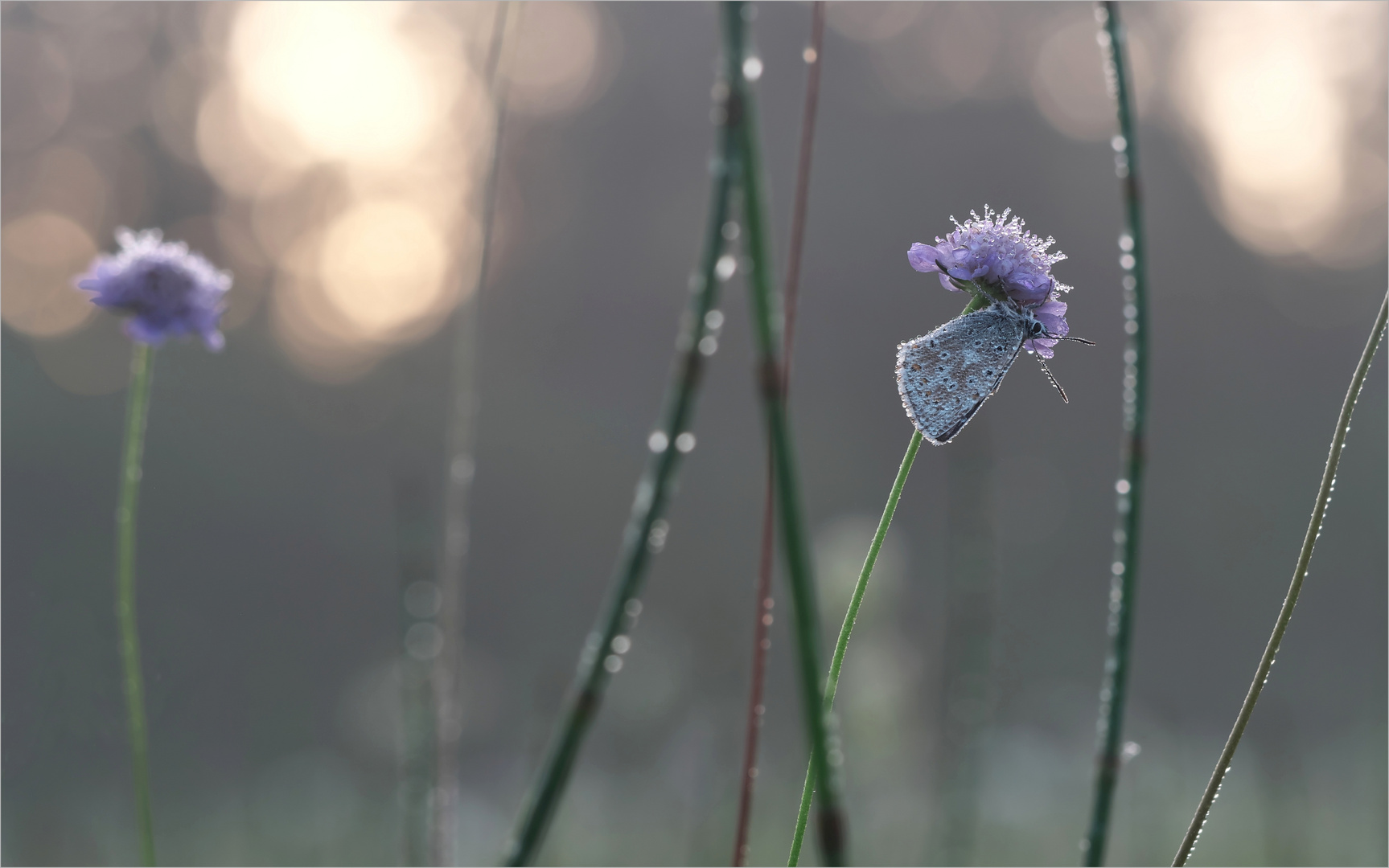 Lichtblick 