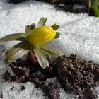 Lichtblick, ein Hauch Frühling