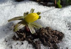 Lichtblick, ein Hauch Frühling