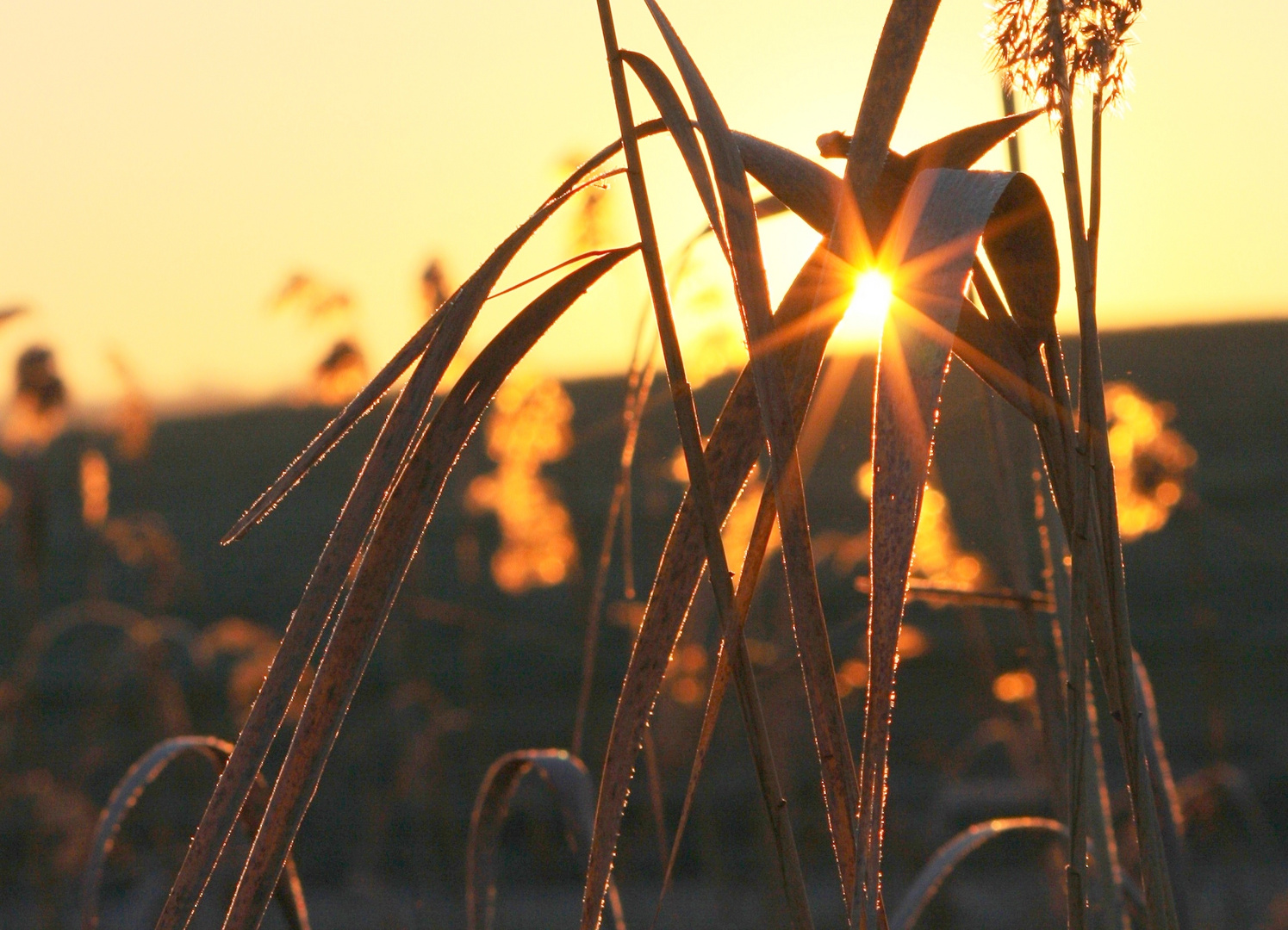 Lichtblick