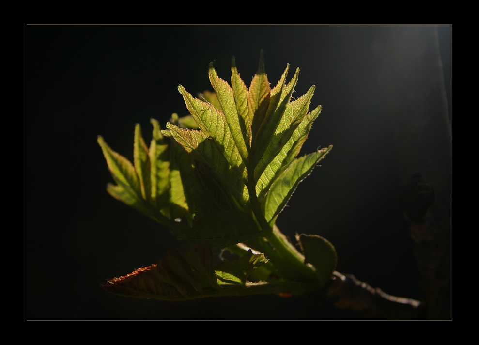 ~ Lichtblick ~