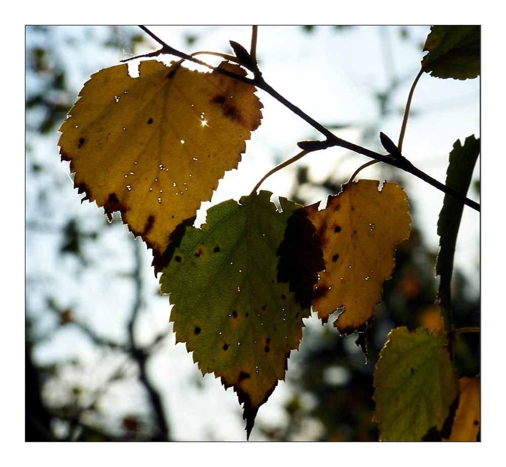 Lichtblick II