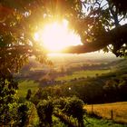 Lichtblick im Baum