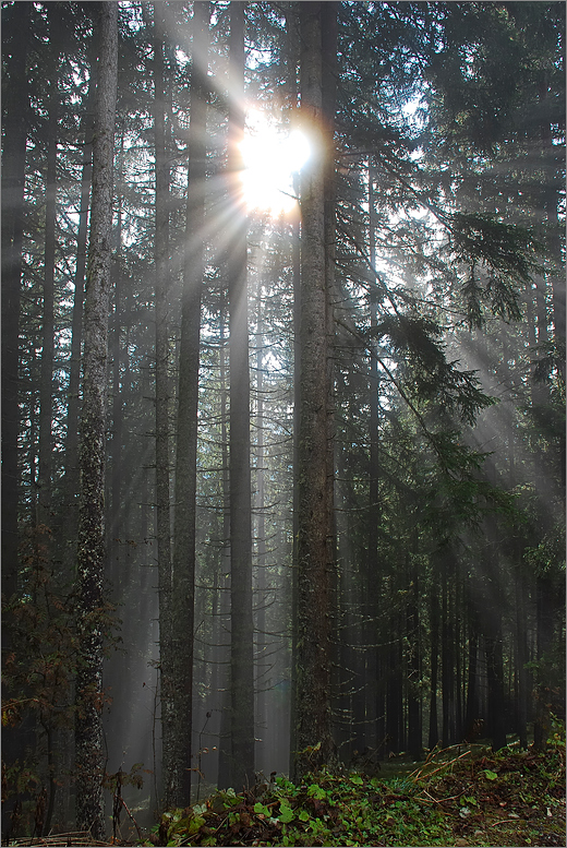 Lichtblick im Bergwald