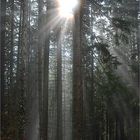 Lichtblick im Bergwald