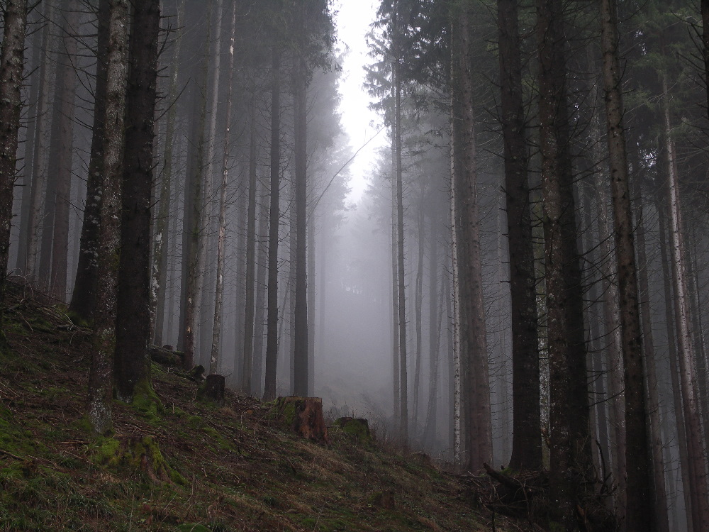 Lichtblick im Bergwald