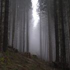 Lichtblick im Bergwald