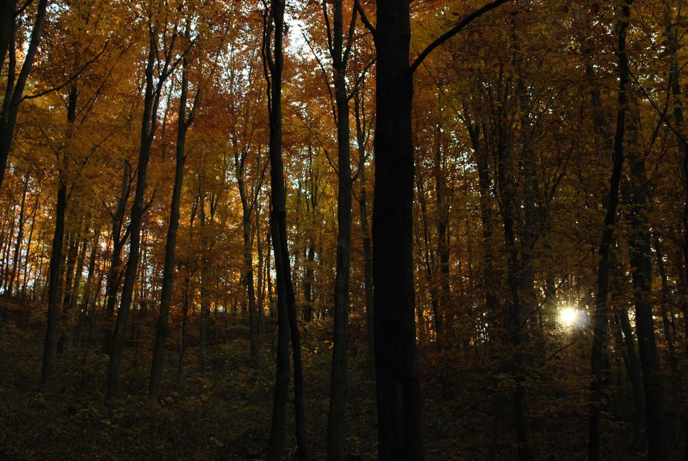 Lichtblick im Buchenwald