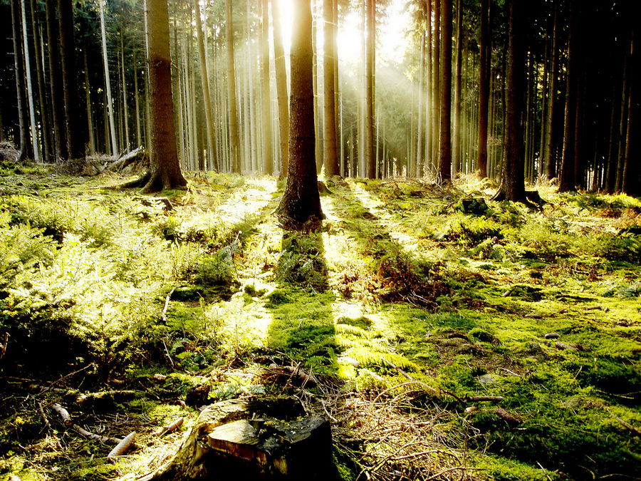 Lichtblick im Düsterwald