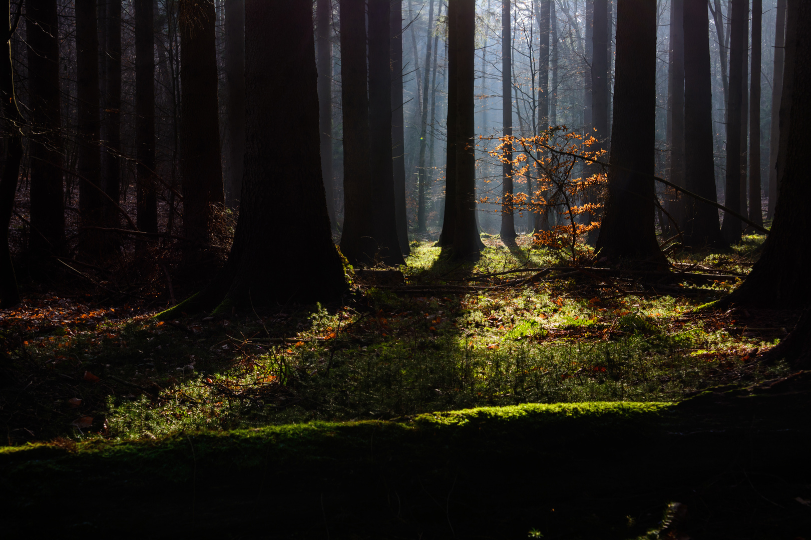 "lichtblick" im dunklen wald