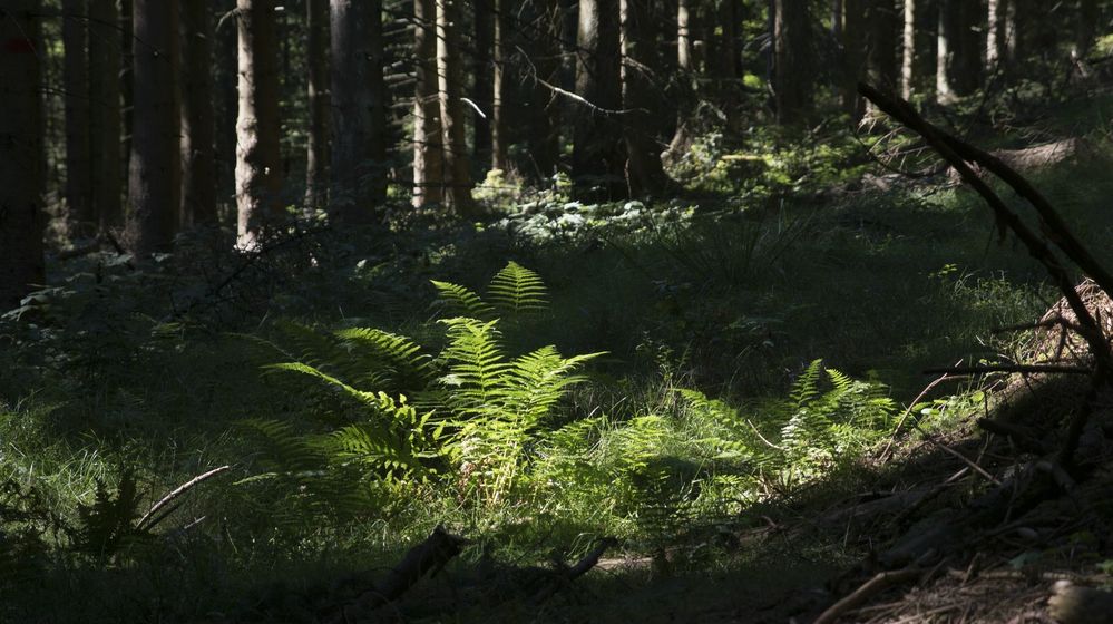 Lichtblick im Fichtenwald