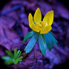 ...Lichtblick im Garten von Ivonne...