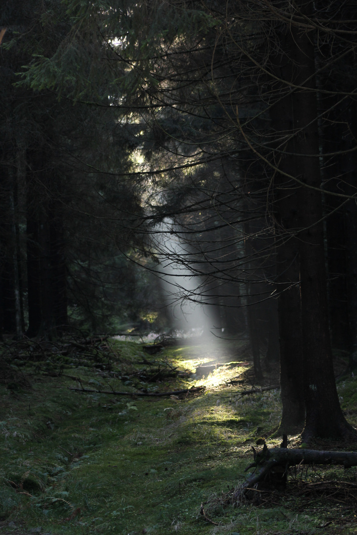 Lichtblick im Harz