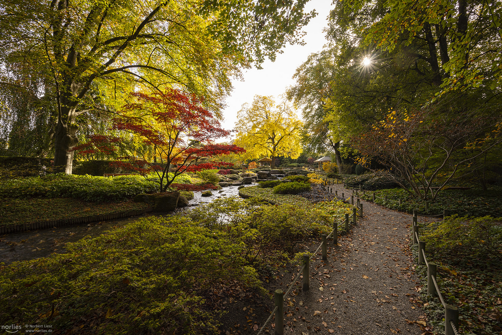 Lichtblick im Japangarten