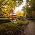 Lichtblick im Japangarten