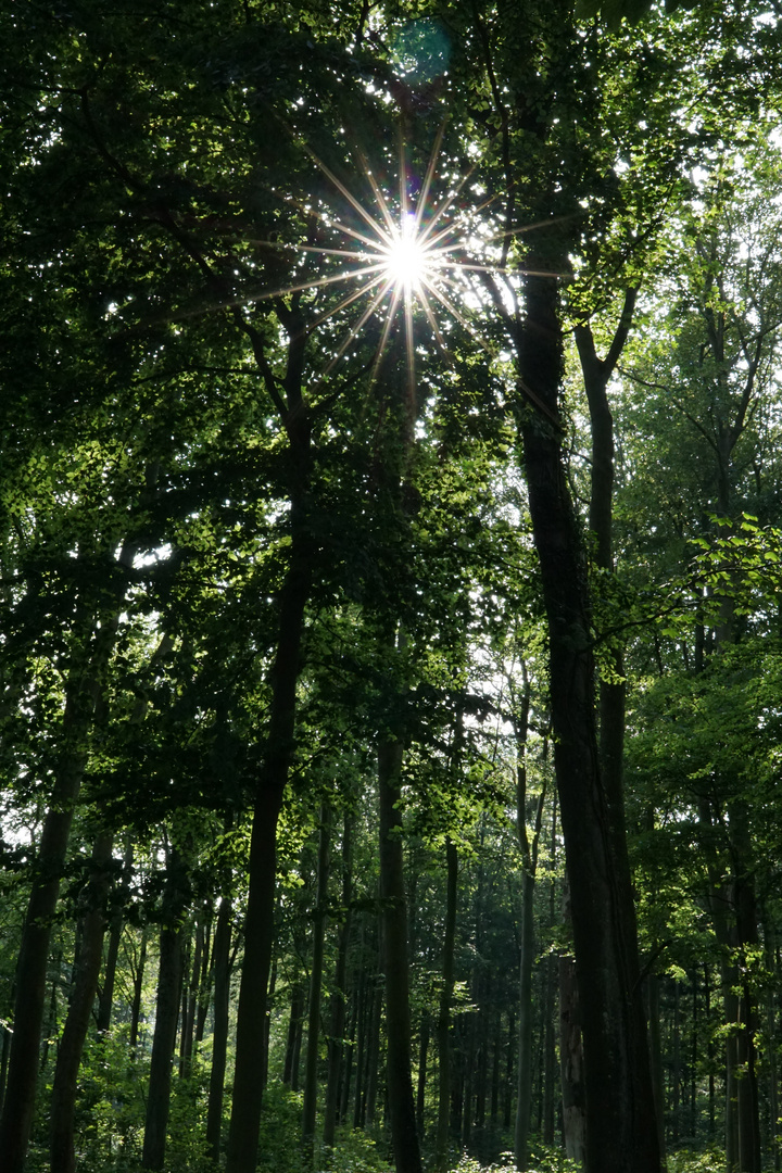 Lichtblick im Laubwald