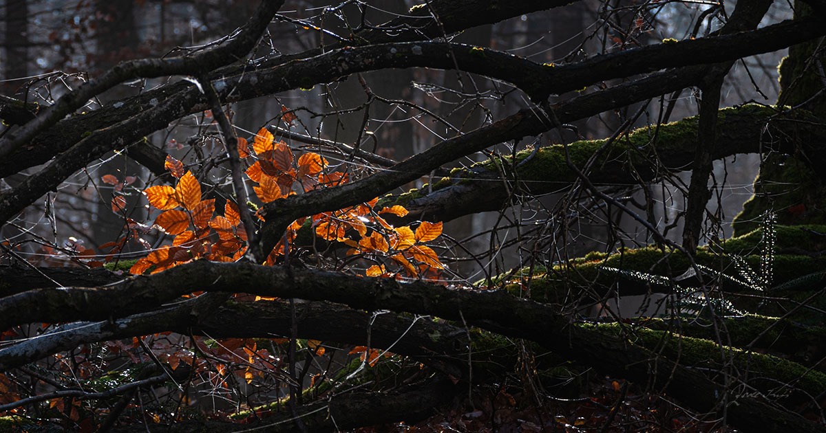 Lichtblick im Niederwald