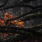 Lichtblick im Niederwald