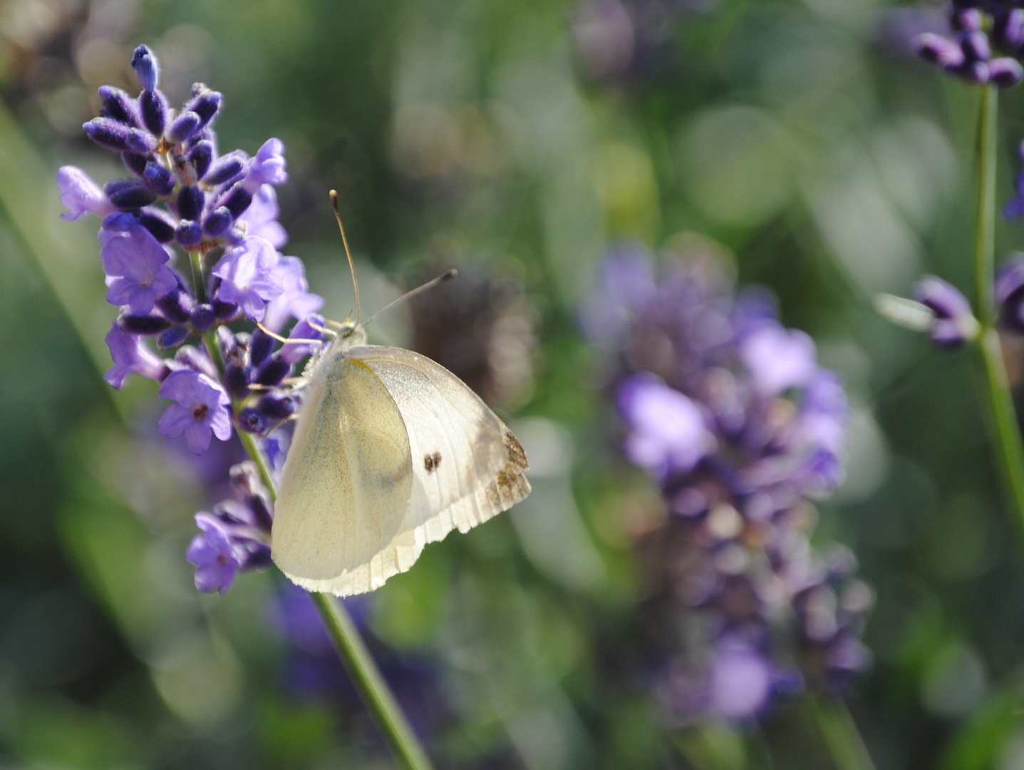 Lichtblick im Spätsommer