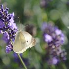 Lichtblick im Spätsommer