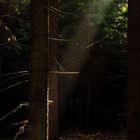 Lichtblick im Unterholz
