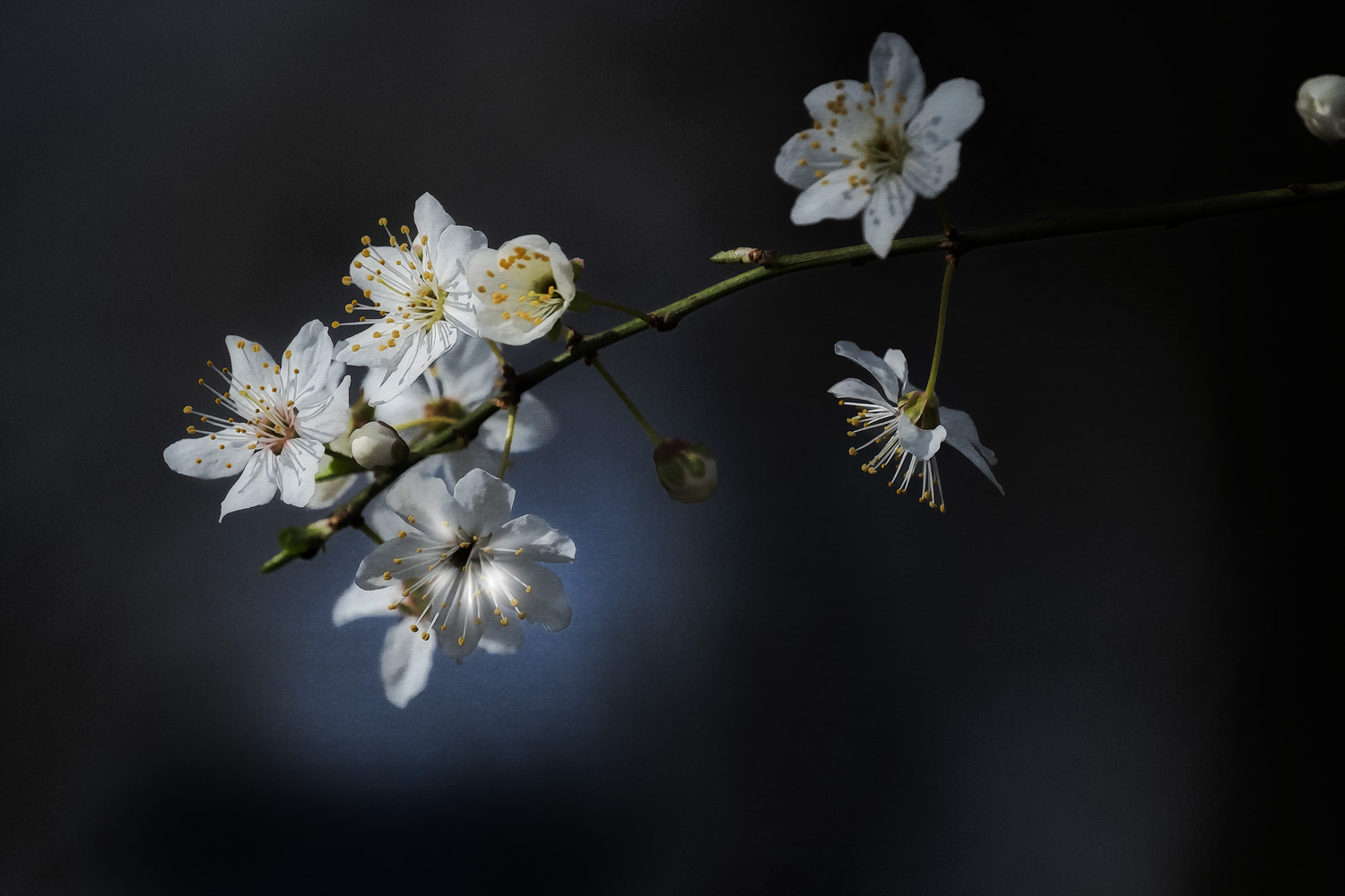 Lichtblick im Wald